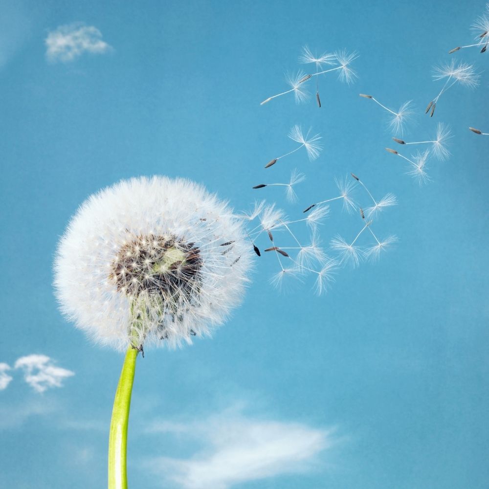 Communication animale pour un animal défunt