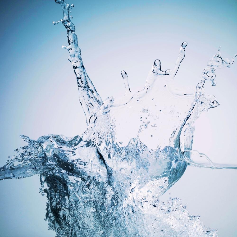 Communication animale