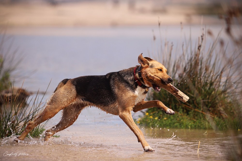 COMMUNICATION ANIMALE